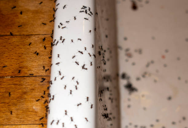 Best Bed Bug Extermination  in St Gabriel, LA